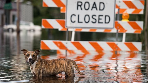 Natural Disasters Cost US Nearly $100 Billion In 2018