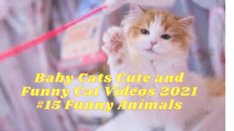 Baby Cats Cute and Funny Cat Videos 2021 #15 Funny Animals