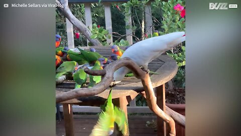 Catatua arremessa outras aves para proteger comida! -1