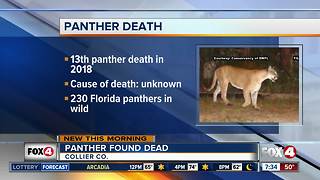 Florida panther found dead in Collier County