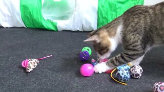 Small Cat Gets New Toys