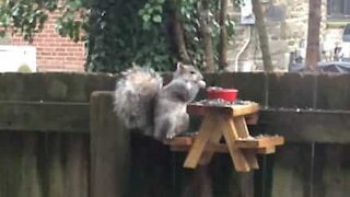 Adorable squirrel sits at mini table and has a picnic
