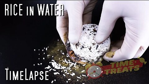 Rice in Water - Rotting Timelapse Video Time Treats