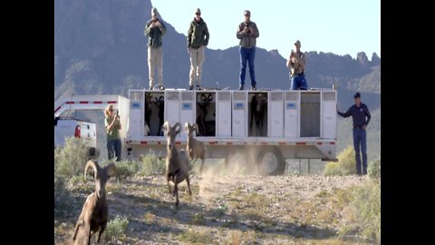 BIGHORN SHEEP! 30 animals returned to historical habitat in Tucson - ABC15 Digital
