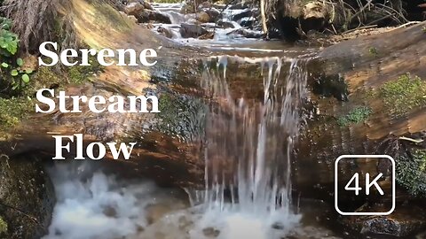 Serene Stream Flowing - Relaxing Nature Sounds for Sleep and Stress Relief