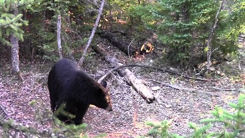 Manitoba archery Bear Hunt, bears everywhere!