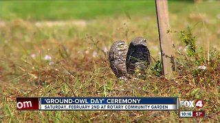 Ground owl day Cape Coral