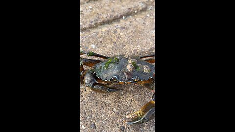 Chasing crabs in Co Kerry Eire