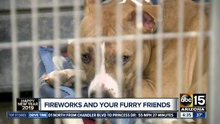 Keeping your furry friends safe during New Year's