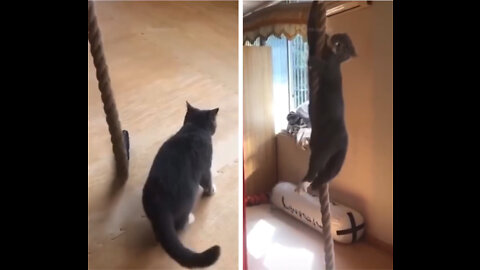 Athletic cat climbs rope and gets stuck !?😱