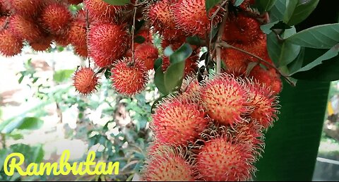 Tropical Fruits Eps #1 Rambutan