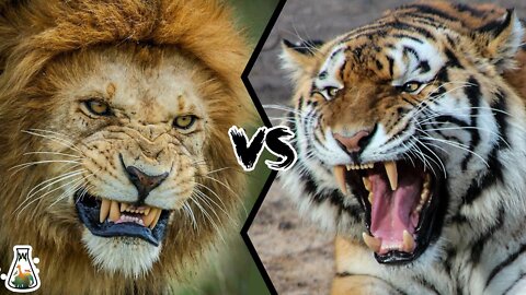Tiger vs lion fight