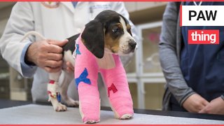 Amazing video shows puppy born with upside down paws get new lease of life after operation