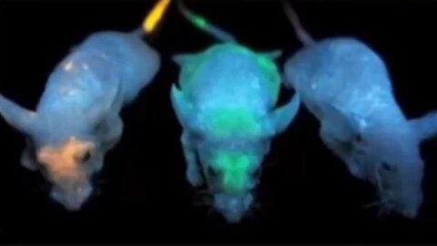 A Tech Called Quantum Dot Similar To Luciferase Was Tested On Mice Prior To The Plandemic