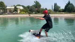 Ce chien fait du wakeboard avec son maître