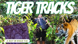 Wild Whispers: Jungle Adventures and Tiger Tales in Khao Yai