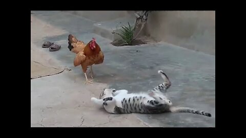 Chicken Dog & Cat fights funny clips