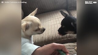 Chihuahua's bark is oh so cute!