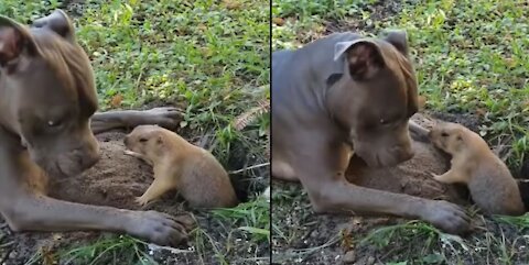 Adorable Pit bull Plays With Gopher