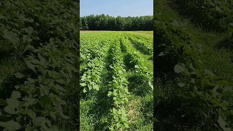 Sunflower Dove Feild update and weed control 2023! 🌻🕊 #sunflower #dovehunting #shorts