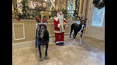 Great Danes show off their Christmas costumes