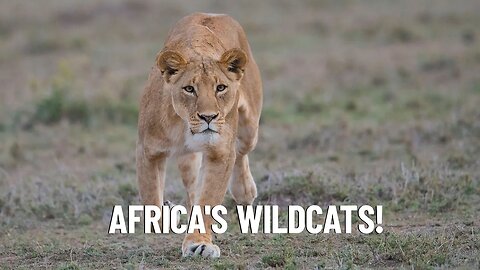 Meet Africa's Most Fascinating Wild Cats!