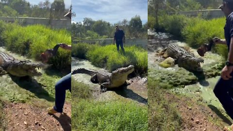 Feeding the crocodile. Crocodile 🐊 Video