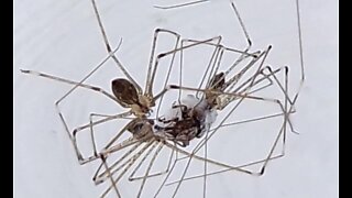 Cellar Spiders Swarm Weevil