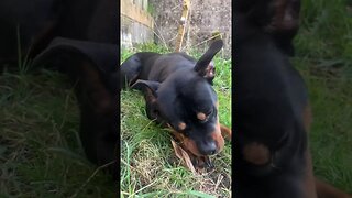 Most Insane Rottweiler Ever!!! (MUST WATCH) #shorts #short #viral #trending #subscribe