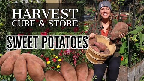 Harvest, Cure and Store Sweet Potatoes at Home