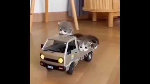 El nuevo transporte de mis gatitos