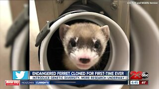 Endangered ferret cloned for first-time ever