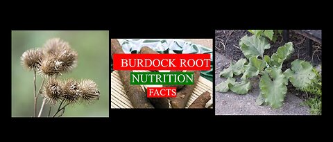 BURDOCK ROOT - - HEALTH BENEFITS and NUTRIENT FACTS