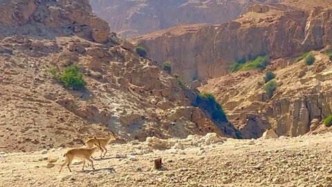 Pamela Storch - Harpscape Lullaby - RARE Wild Nubian Ibex (Official 4K Music Video)