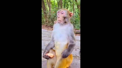 Monkey Funny Video (part-9)