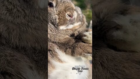 Brushing A Grumpy Bunny!