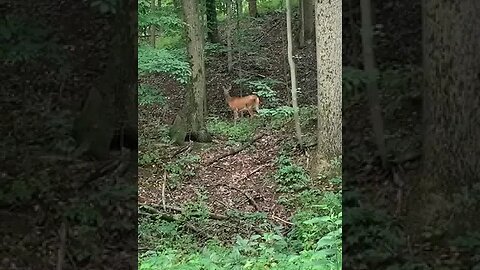 Baby Deer And Mom