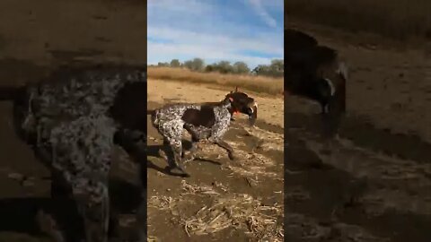 Pheasant Hunting with a GSP