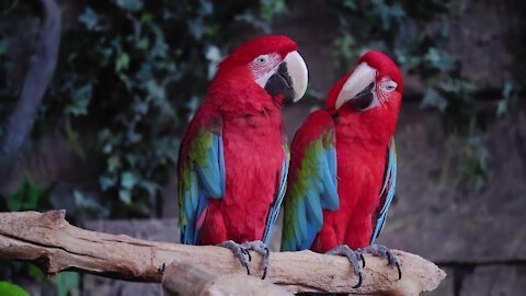 Beautiful Birds for Stress Relief and Anxiety with Piano Music