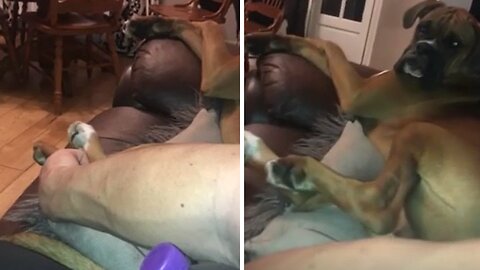 Pup has ticklish feet, shows what he's made of!