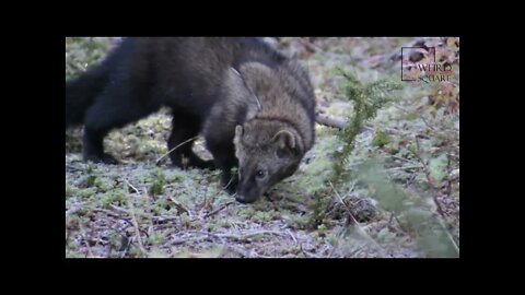 Interesting facts about fisher cat by weird square