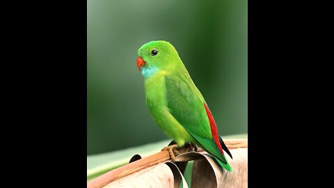 Bird parrot green