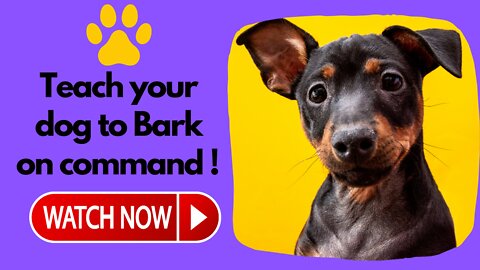 Teach your dog to Bark at strangers