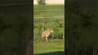 Coyote is Hunting in my Backyard #shorts #coyote #wildlife #animals