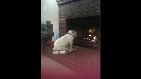 Sugar loves fireplaces too