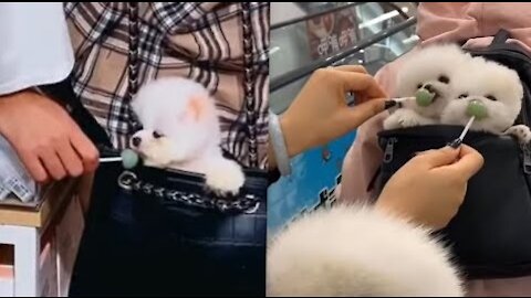 Cute Puppies Video❤️|Pomeranian Puppies