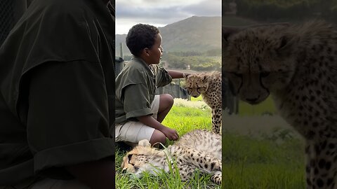 Would You Pet a Cheetah in Africa? | Mr beast games show