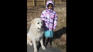 Great Pyrenees Puppies at play (among the largest puppies)