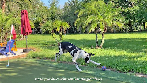 Funny Great Dane Plays Soccer On The Golf Green