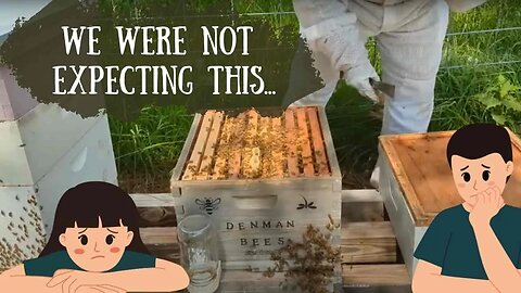 Bee Hive Inspection: Overcoming Wax Moth Infestation & Rebuilding